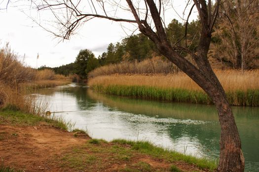 Cabriel River on its way through Casas del Rio village, Albacete, Spain. Landscape between cane field and mountains.