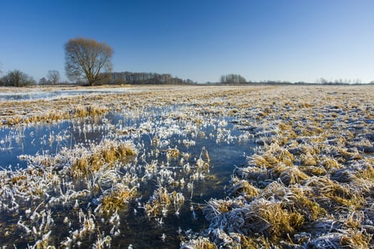 Frozen water on the meadow, trees and blue sky, winter view