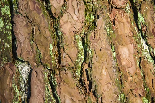 Tree trunk with brown bark, close-up on a sunny day, background
