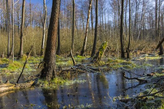 Frozen swamp in the forest, view on a sunny january day
