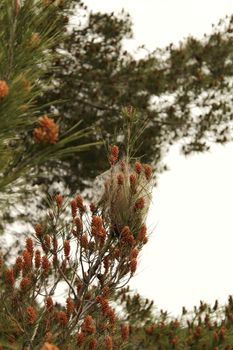 Processsionary nest on a pine tree in spring