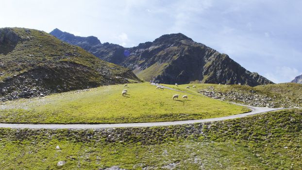 Aerial view of sheep eating at the mountains of Kuhtai in the Austrian Alps during summer season.