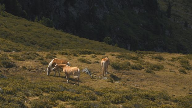 Aerial shot of horses in the high grounds of Kuhtai, part of the Austrian Alps.