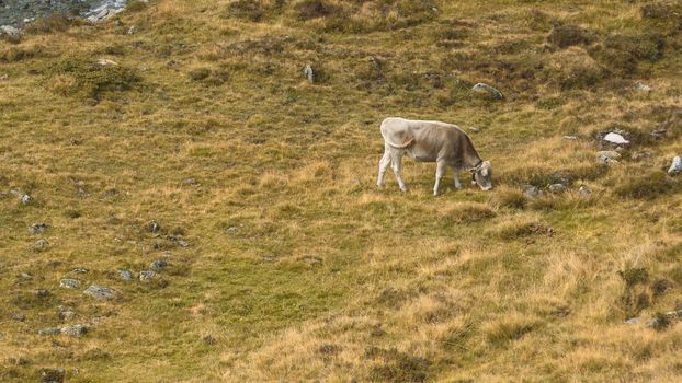 Aerial view cow eating at the mountains of Kuhtai in the Austrian Alps during summer season.