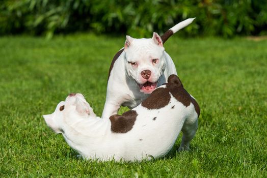 Two White American Bully puppies dogs are playing in move on nature on green grass. Medium sized dog with a compact bulky muscular body, blocky head and heavy bone structure.