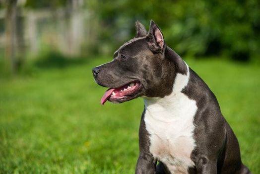 Female blue brindle American Staffordshire Terrier dog or AmStaff closeup on nature