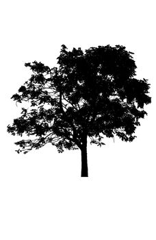 tree silhouettes beautiful isolated on white background