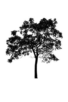 tree silhouettes beautiful isolated on white background