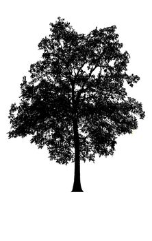 tree silhouettes beautiful isolated on white background