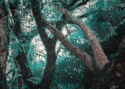 close up tree rainforest beautiful on white background