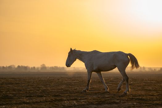The stallion ranch is in the background of the sunset. A horse walks through a plowed field in the morning at dawn