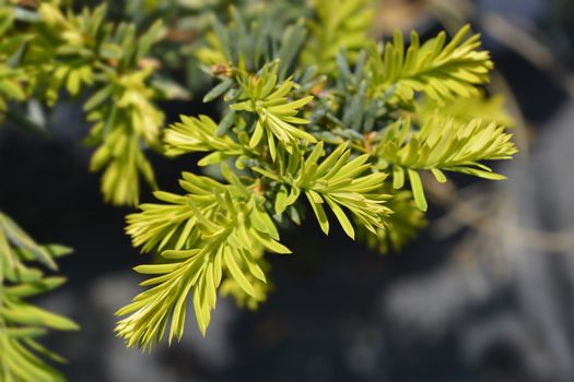 Golden English yew Summergold new leaves - Latin name - Taxus baccata Summergold