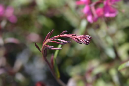 Pink Gaura flower buds - Latin name - Oenothera lindheimeri (Gaura lindheimeri)