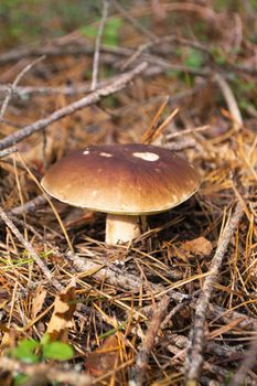 Autumn or summer mushroom boletus grows from under fallen leaves in the forest of Belarus, vertical image