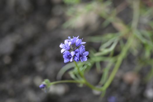 Bluehead gilia flower - Latin name - Gilia capitata