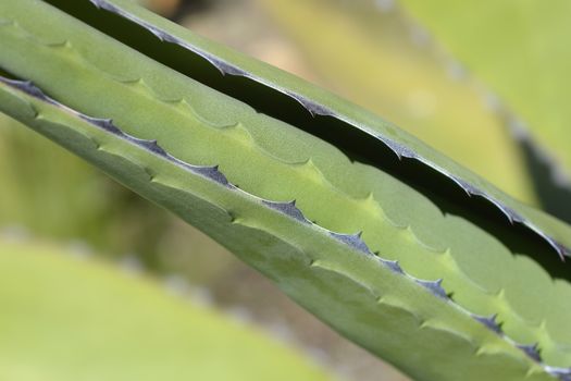 Century plant leaf detail - Latin name - Agave salmiana