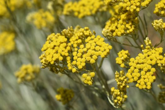 Italian everlasting yellow flowers - Latin name - Helichrysum italicum