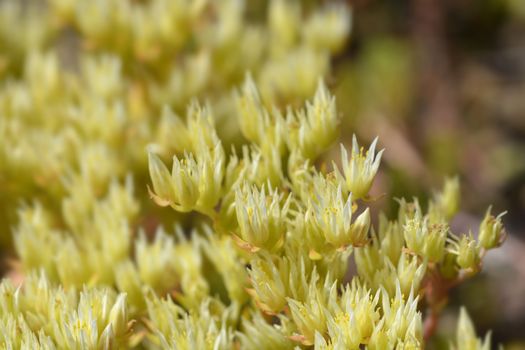 European stonecrop flower - Latin name - Sedum ochroleucum