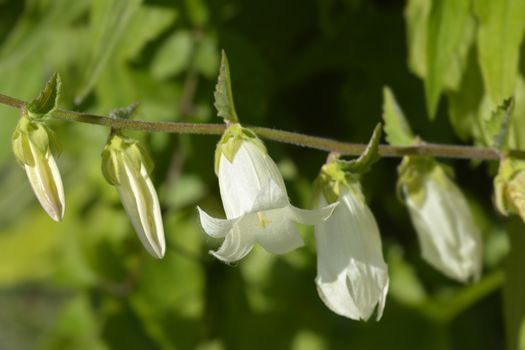 Yellowish-white bellflower - Latin name - Campanula ochroleuca