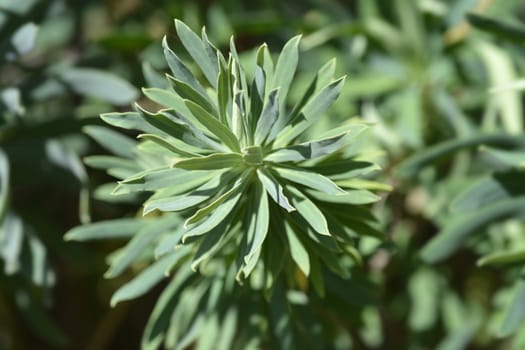 Spurge Black Pearl leaves - Latin name - Euphorbia Characias Black Pearl