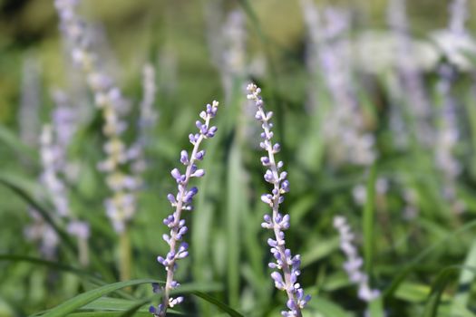 Big Blue Lily Turf flower buds - Latin name - Liriope muscari Big Blue