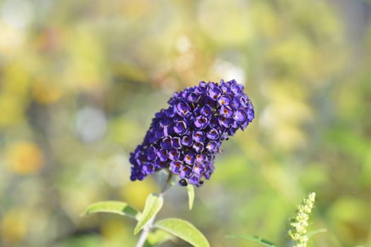 Summer lilac Black Knight - Latin name - Buddleja davidii Black Knight