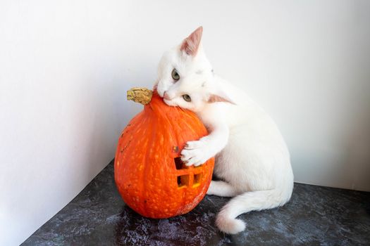 A white cat nibbles on a Pumpkin house with a window on a white background. The concept of Halloween ,harvest,thanksgiving,vegetarianism.