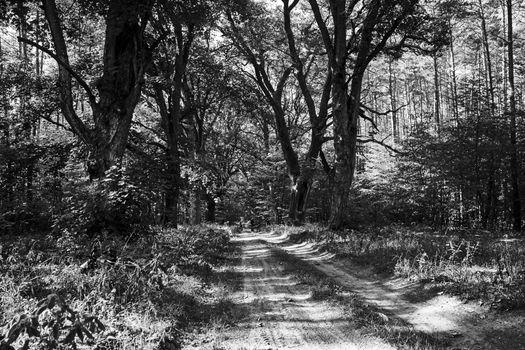 Tourist bicycle trip on a sandy road in an old, deciduous forest in Poland, monochrome