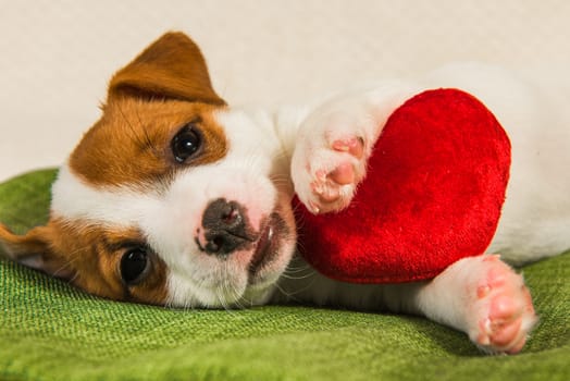 Jack Russell Terrier dog puppy are lying like an angel with red heart. Card on Valentine's Day.