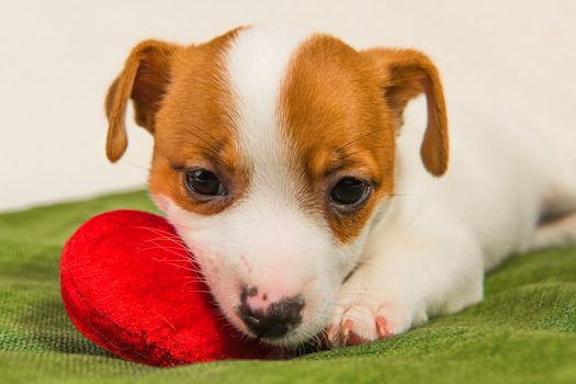 Jack Russell Terrier dog puppy are lying like an angel with red heart. Card on Valentine's Day.