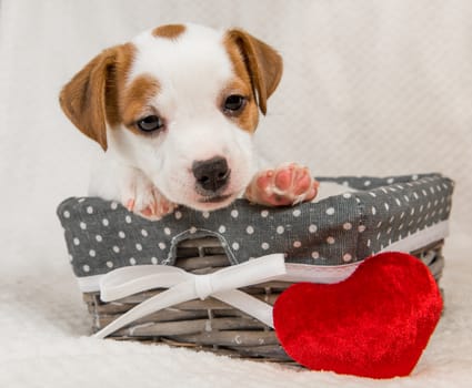 Jack Russell Terrier dog puppy in the basket with red heart on Valentine's Day.