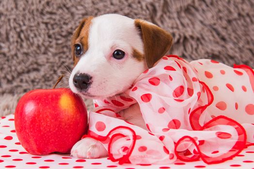 Funny female Jack Russell Terrier dog puppy with polka dots silk scarf is lying with red apple.