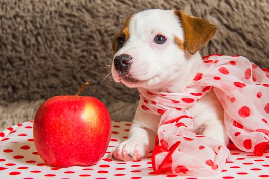 Funny female Jack Russell Terrier dog puppy with polka dots silk scarf is lying with red apple.