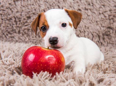 Funny Jack Russell Terrier dog puppy are lying with red apple.