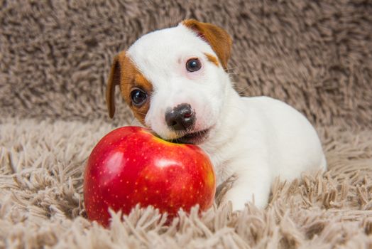 Funny Jack Russell Terrier dog puppy are lying with red apple.