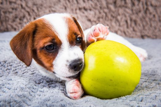 Funny Jack Russell Terrier dog puppy are lying with yellow apple.