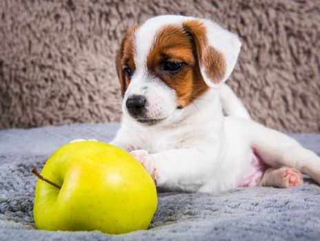 Funny Jack Russell Terrier dog puppy are lying with yellow apple.