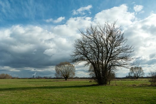 Leafless trees in a green meadow and clouds on the blue sky
