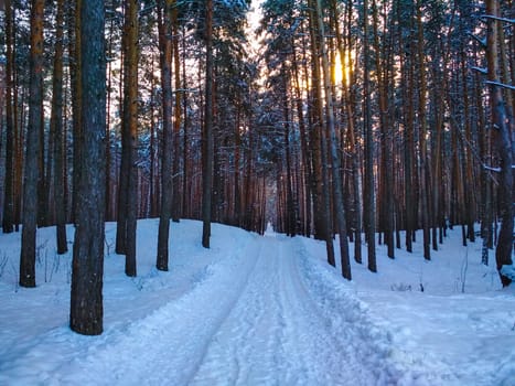 An empty snow-covered country road through the pine tree forest at sunset. Sunlight through the trees. Winter driving