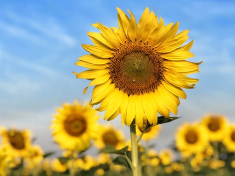 Big sunflower in the field and blue sky in sunrise