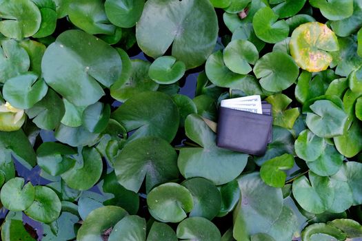 Man wallet on lotus leaf background