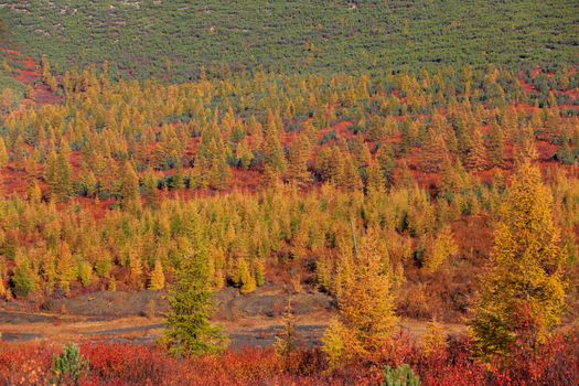 Colored tundra during golden autumn in Russia.