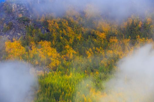 Colored tundra during golden autumn in Russia.