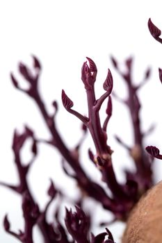 little sprouts of germinated pink potato or sweet potato, close up photography, selective focus, baby new life growing naturally