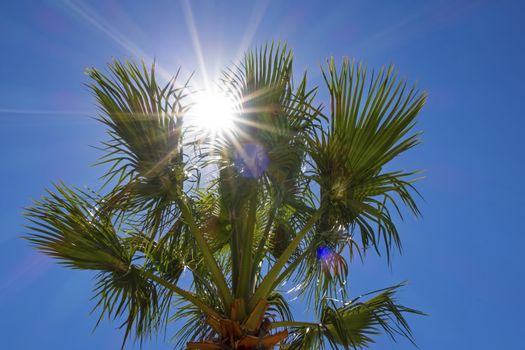 palm tree with green leaves in summer season