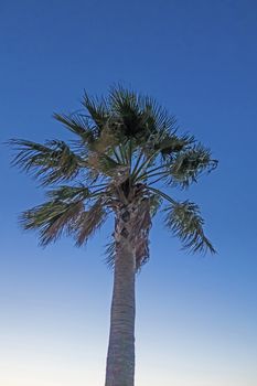 palm tree with green leaves in summer season