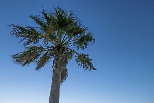 palm tree with green leaves in summer season