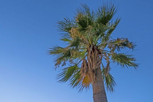 palm tree with green leaves in summer season