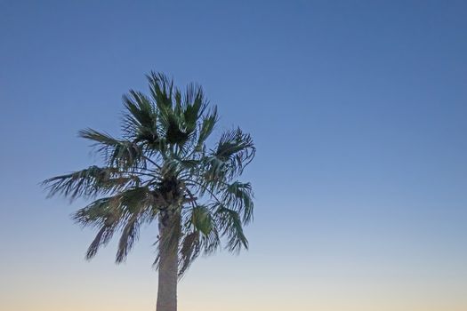 palm tree with green leaves in summer season