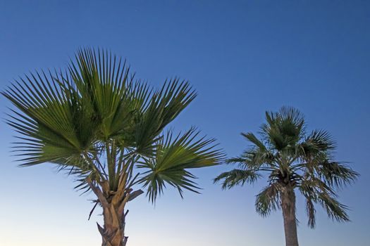 palm tree with green leaves in summer season